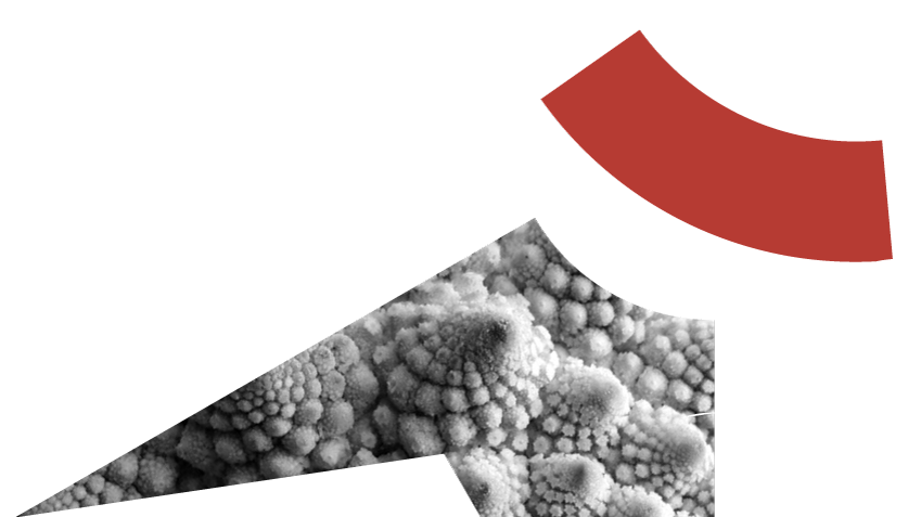 chou romanesco macro fractales